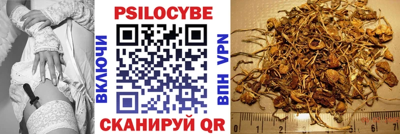 Купить Тосно Галлюциногенные грибы Cubensis